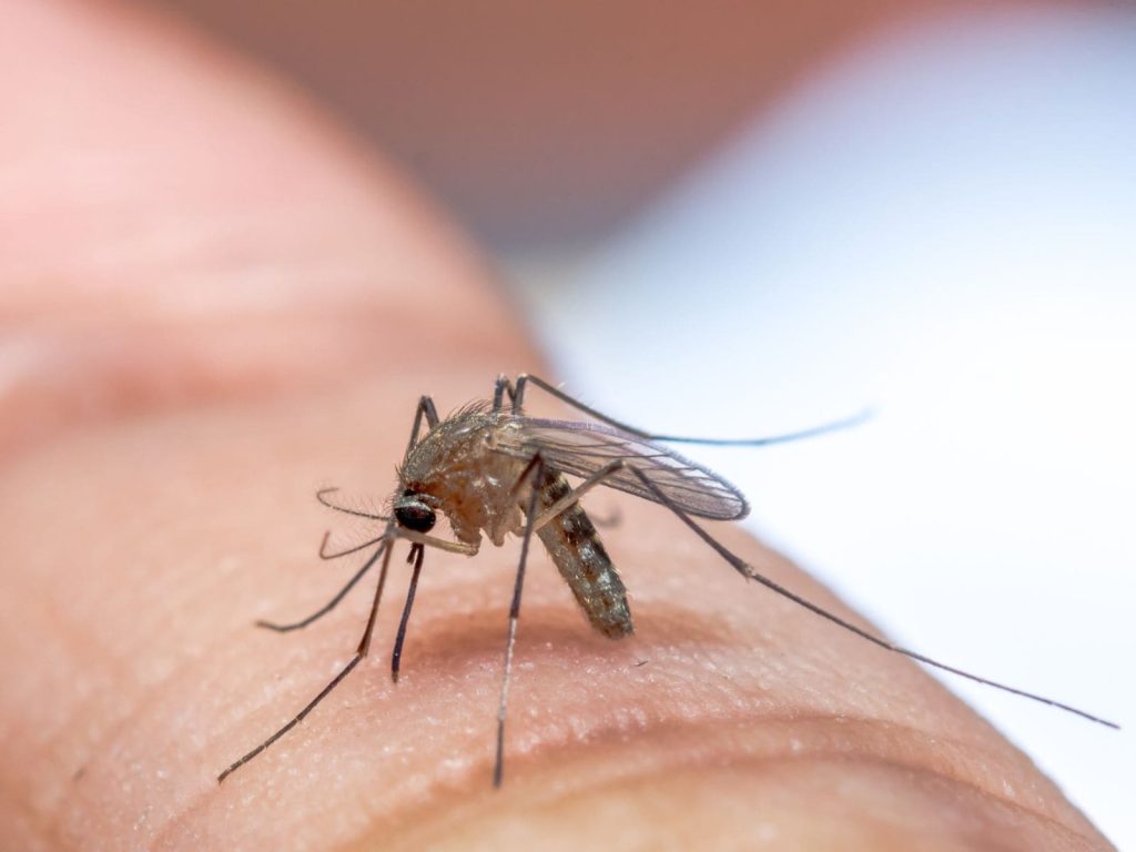 Cosas que saber sobre los mosquitos en Dubai
