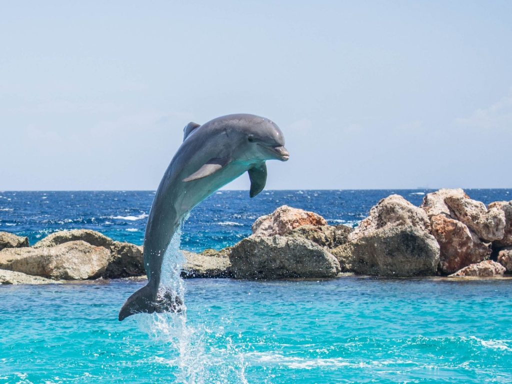 Dolphin Bay