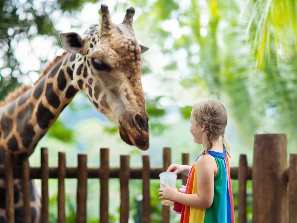 visitar el Dubai Safari Park