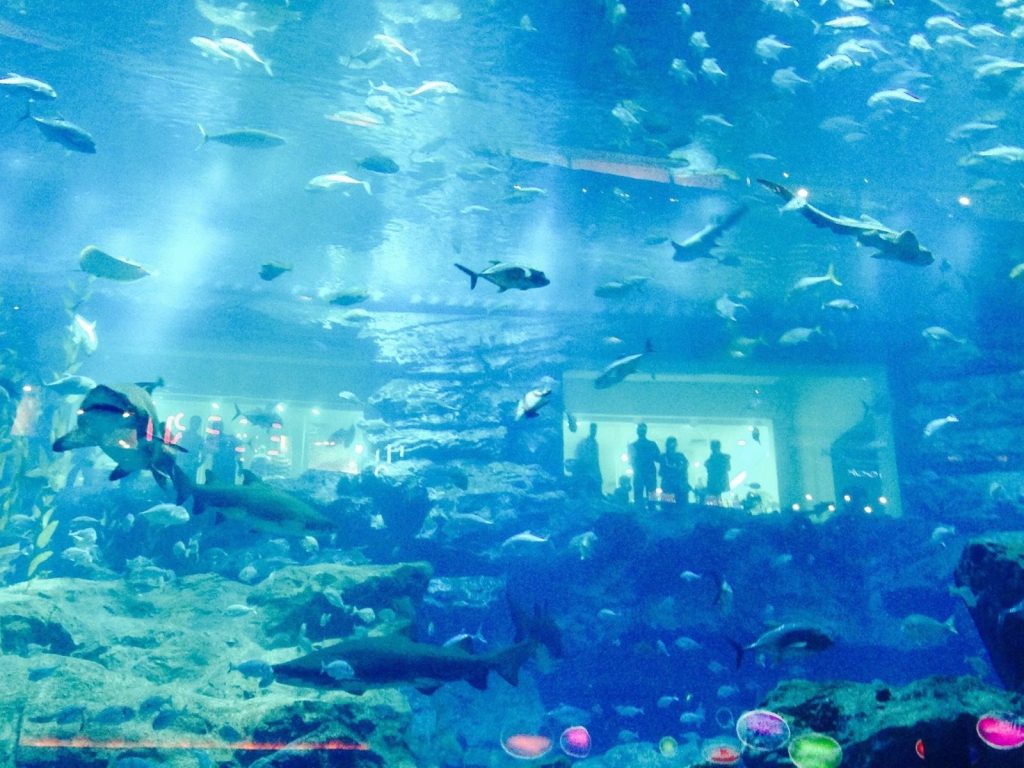Dubai Aquarium, para visitar en 3 días en Dubai